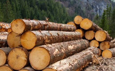 Articole 6 Studiu Horváth, firmă de consultanţă: Creşterile de preţ la materiile prime vor continua şi după pandemie. Preţul lemnului s-a dublat în septembrie în Germania şi România